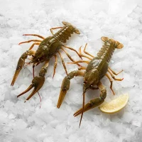 Живые раки Семечки
1300руб/кг